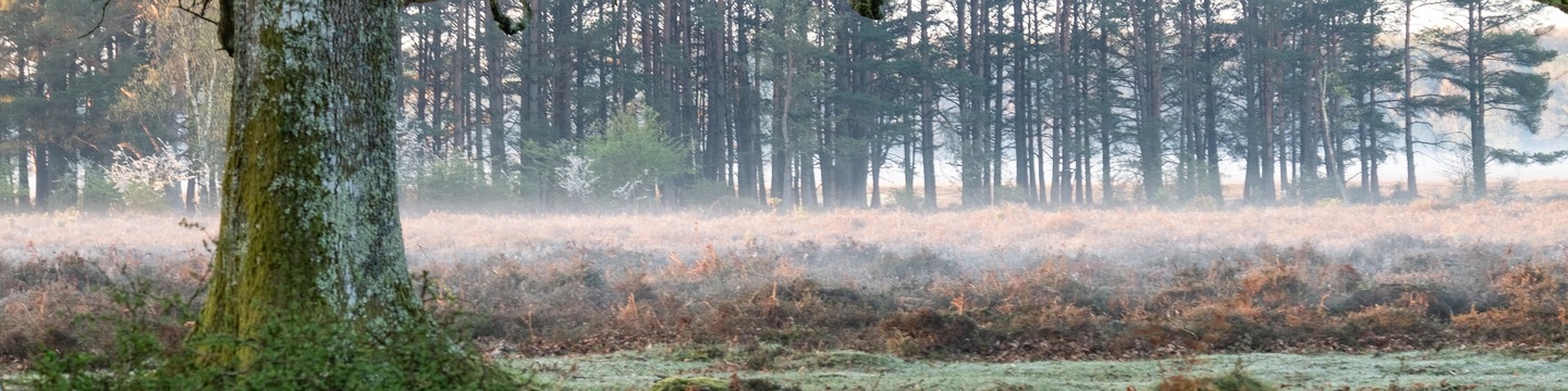 Stock image of a forest